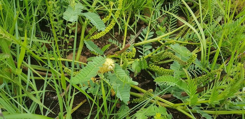 Entada obliqua, photographed by Suvarna Parbhoo Mohan