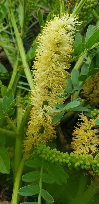 Entada obliqua, photographed by Suvarna Parbhoo Mohan