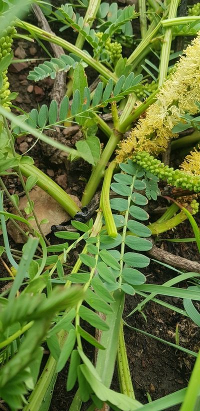 Entada obliqua, photographed by Suvarna Parbhoo Mohan