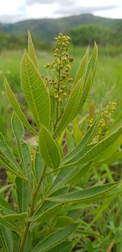 Searsia harveyi, photographed by Suvarna Parbhoo Mohan