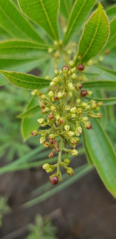 Searsia harveyi, photographed by Suvarna Parbhoo Mohan