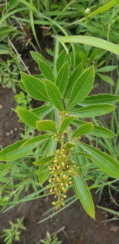 Searsia harveyi, photographed by Suvarna Parbhoo Mohan