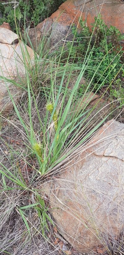 Chlorophytum haygarthii, photographed by Suvarna Parbhoo Mohan