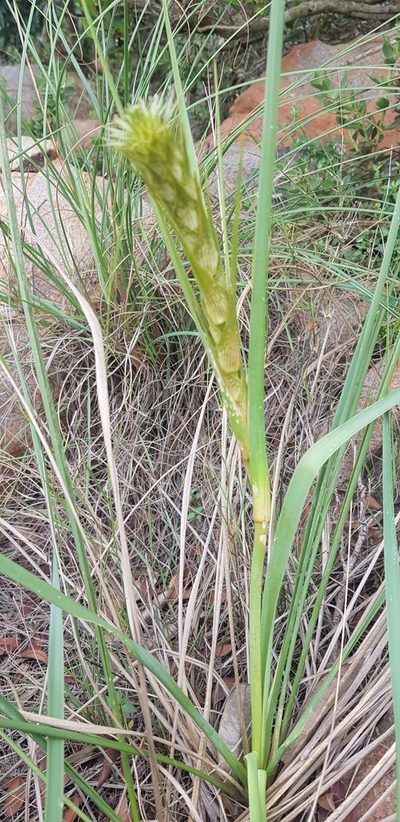 Chlorophytum haygarthii, photographed by Suvarna Parbhoo Mohan