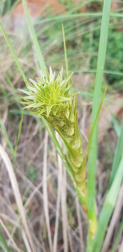Chlorophytum haygarthii, photographed by Suvarna Parbhoo Mohan