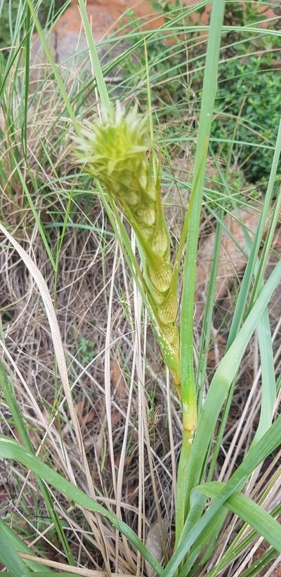 Chlorophytum haygarthii, photographed by Suvarna Parbhoo Mohan