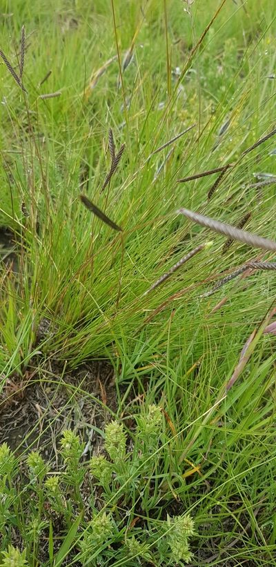 Microchloa altera, photographed by Suvarna Parbhoo Mohan