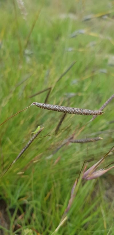 Microchloa altera, photographed by Suvarna Parbhoo Mohan