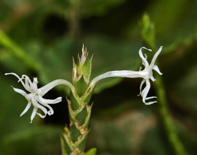 Elytraria acaulis, photographed by i_c_riddell