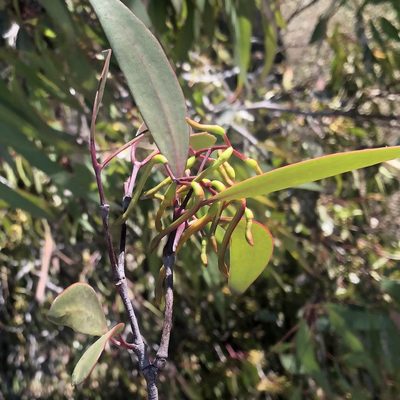 Muellerina eucalyptoides, photographed by James K. Douch