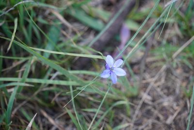 Aristea abyssinica