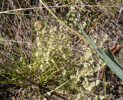 Psammotropha myriantha, photographed by Matthew Fainman