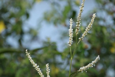 Persicaria attenuata, photographed by Greg Tasney