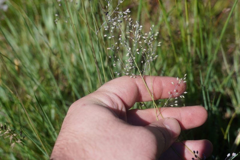 Trichanthecium natalense, photographed by Matthew Fainman