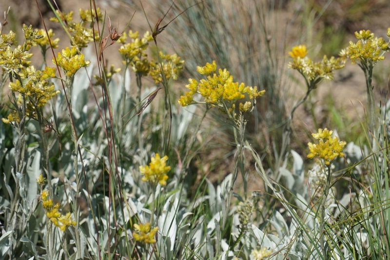 Helichrysum oreophilum, photographed by Matthew Fainman