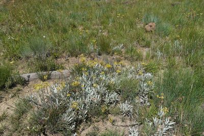 Helichrysum oreophilum, photographed by Matthew Fainman