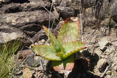 Aloe maculata, photographed by Matthew Fainman