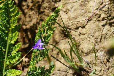 Aristea abyssinica, photographed by Matthew Fainman