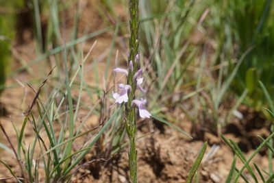 Striga bilabiata, photographed by Matthew Fainman