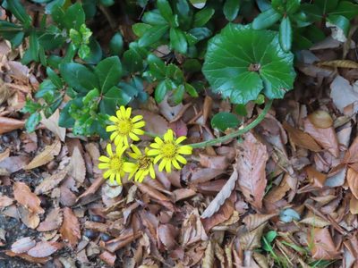 Farfugium japonicum, photographed by mami_t_t