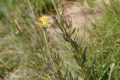 Lasiosiphon kraussianus, photographed by Matthew Fainman