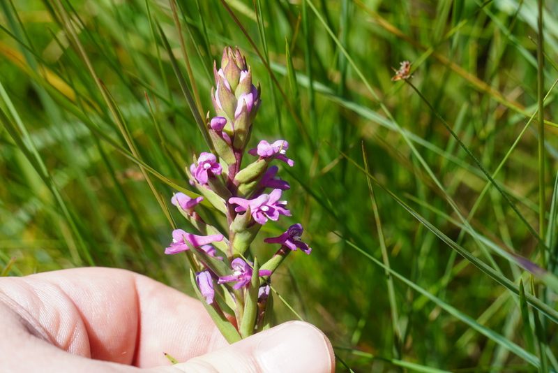 Disa stachyoides, photographed by Matthew Fainman