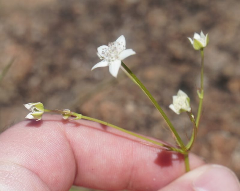 Alepidea natalensis, photographed by Matthew Fainman
