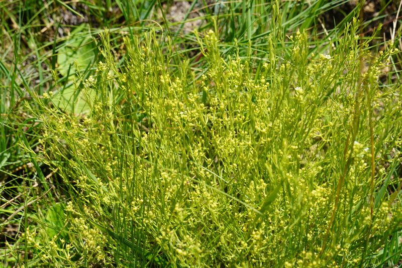 Thesium pallidum, photographed by Matthew Fainman