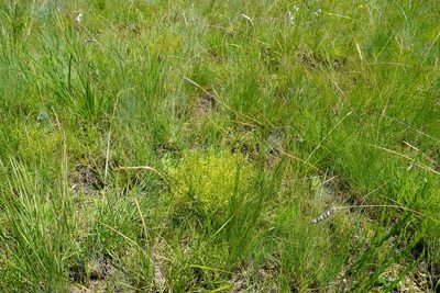 Thesium pallidum, photographed by Matthew Fainman