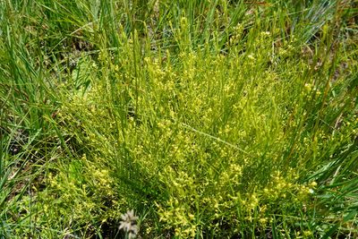 Thesium pallidum, photographed by Matthew Fainman