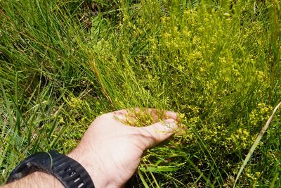 Thesium pallidum, photographed by Matthew Fainman