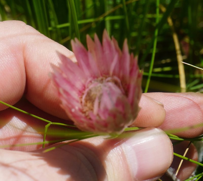 Helichrysum vernum, photographed by Matthew Fainman