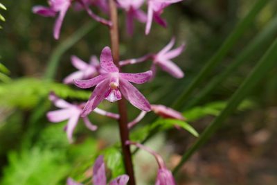 Dipodium roseum, photographed by Gary Williams