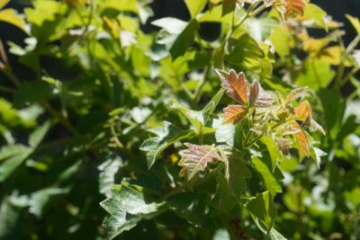 Searsia dentata, photographed by Matthew Fainman