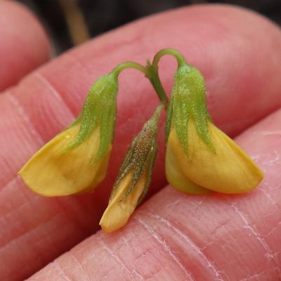 Rhynchosia capensis, photographed by Diana Studer