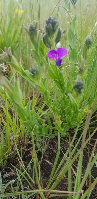 Polygala gracilenta, photographed by Suvarna Parbhoo Mohan