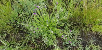 Polygala gracilenta, photographed by Suvarna Parbhoo Mohan