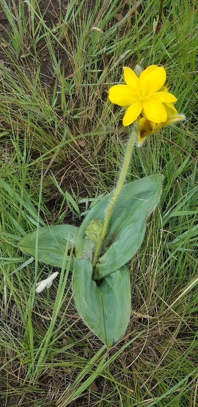 Hypoxis costata, photographed by Suvarna Parbhoo Mohan