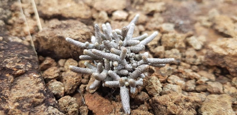 Anacampseros ustulata, photographed by Suvarna Parbhoo Mohan
