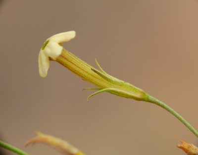 Leptoglossis linifolia, photographed by Guillermo Debandi