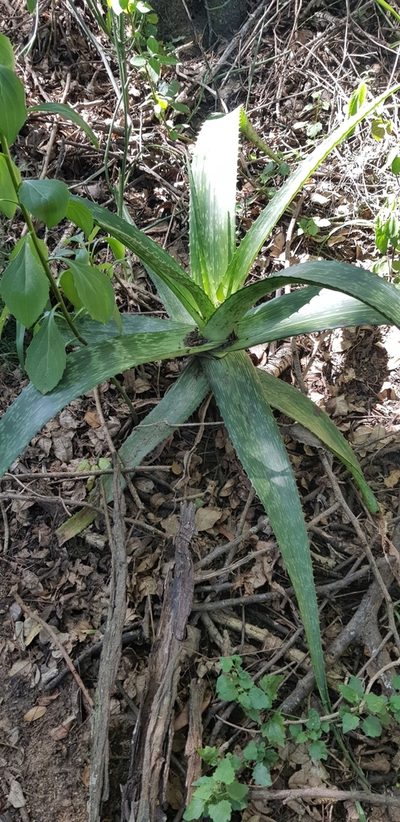 Aloe pruinosa, photographed by Suvarna Parbhoo Mohan
