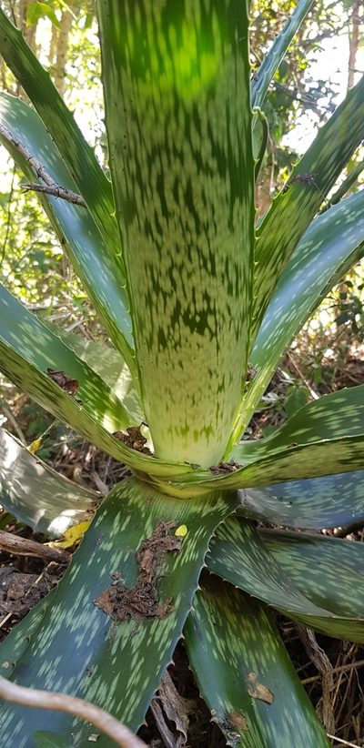 Aloe pruinosa, photographed by Suvarna Parbhoo Mohan