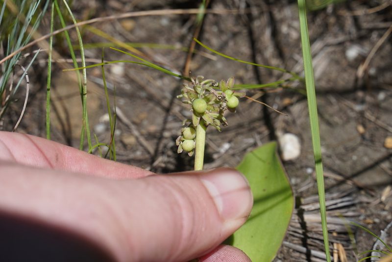Ledebouria sandersonii, photographed by Matthew Fainman