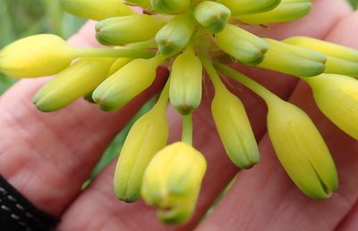 Aloe linearifolia, photographed by Peter Warren