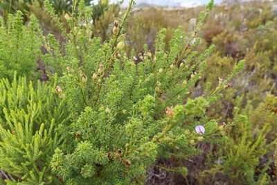 Psoralea aculeata, photographed by Diana Studer