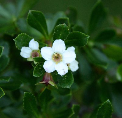 Escallonia virgata, photographed by Nicolás Villaseca Merino