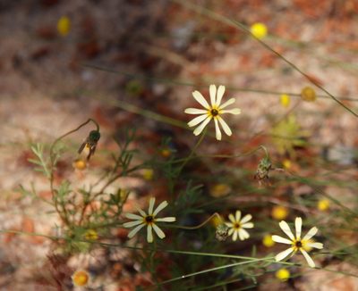 Ursinia anthemoides, photographed by Tony Rebelo