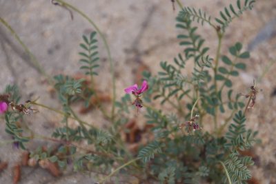 Indigofera humifusa, photographed by Tony Rebelo
