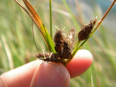 Bolboschoenus maritimus, photographed by Tim Kirsten