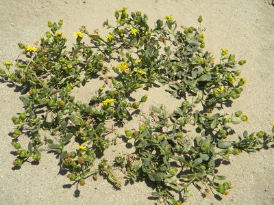 Senecio maritimus, photographed by Tim Kirsten